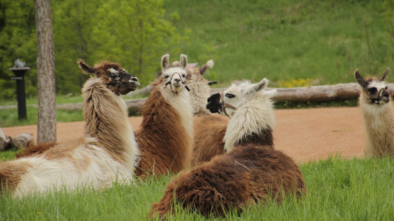 Llamas en el Zoológico de Minnesota