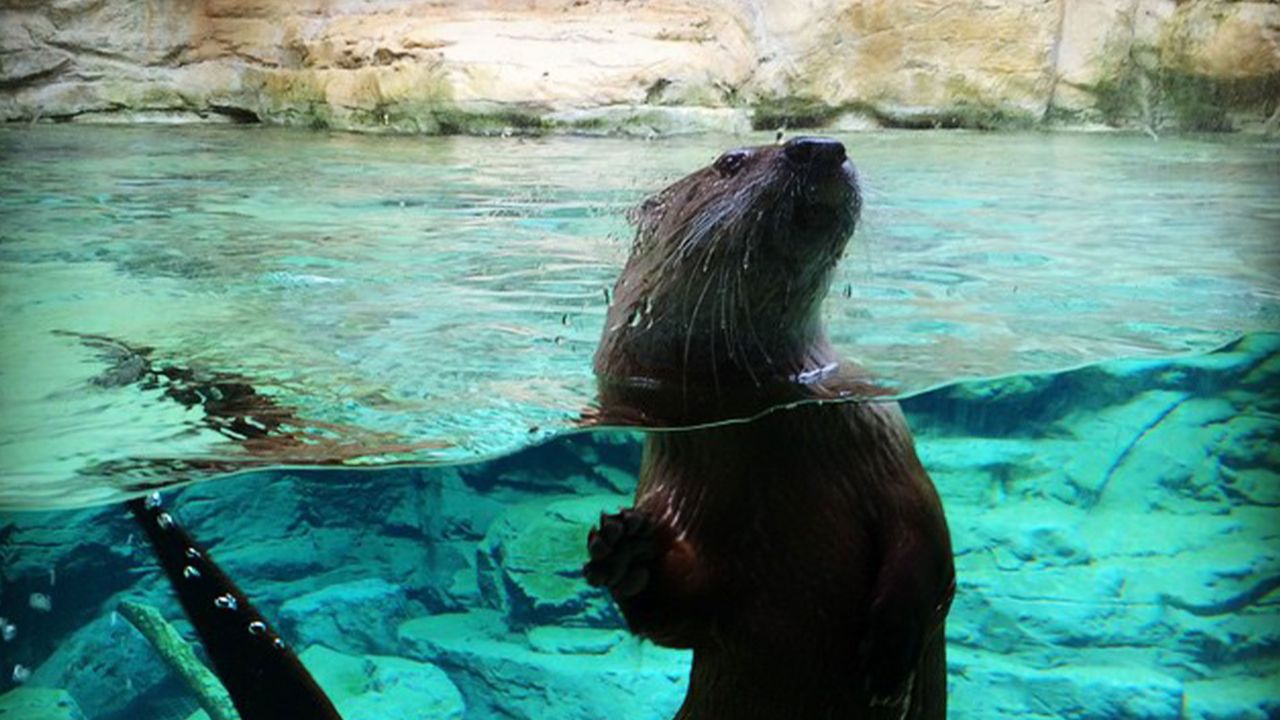 Nutria en el Zoológico de Minnesota