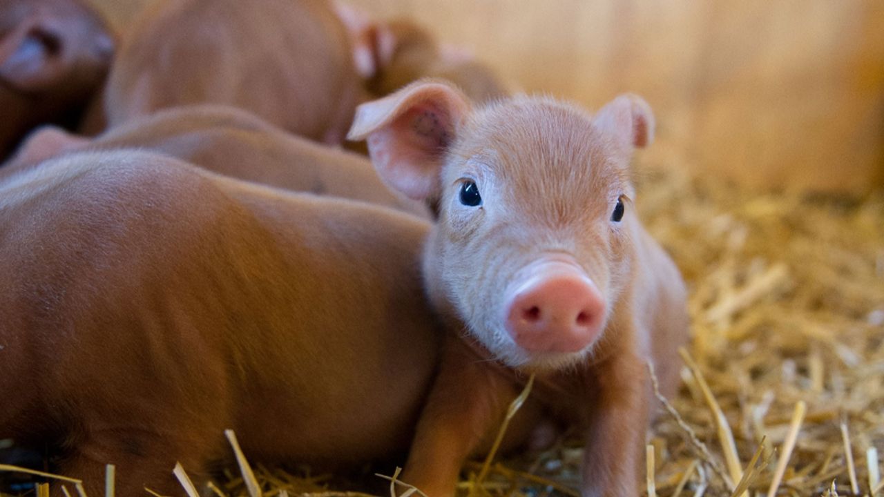 Cerditos del Zoológico de Minnesota