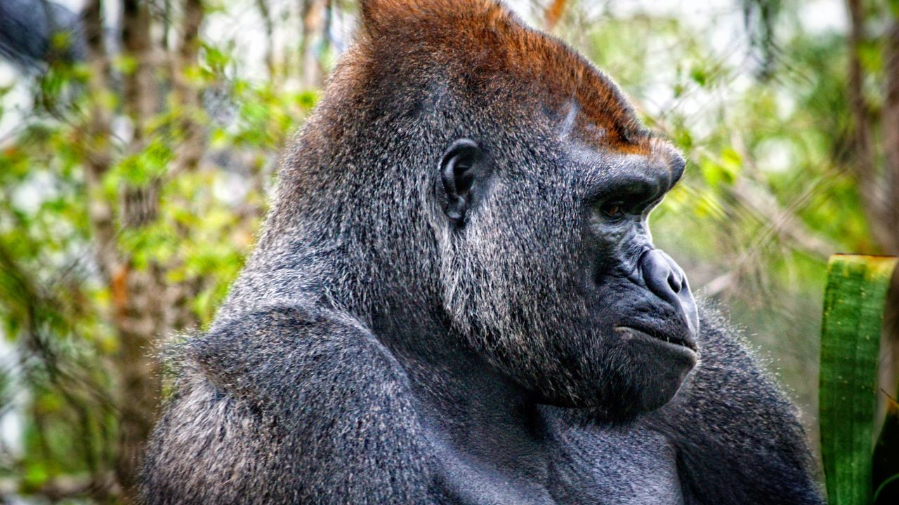 Gorila en el zoológico de Como