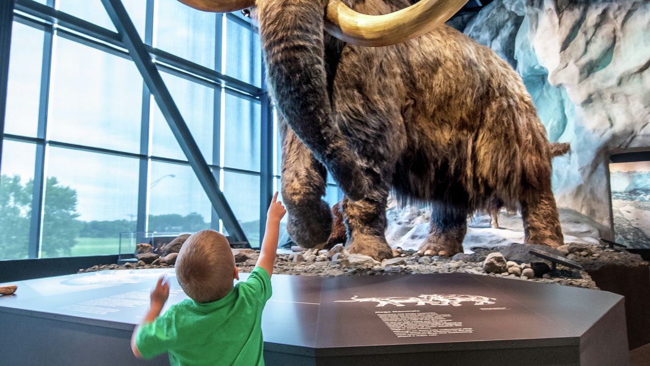 Niño mirando una réplica de mamut lanudo en el Museo Bell