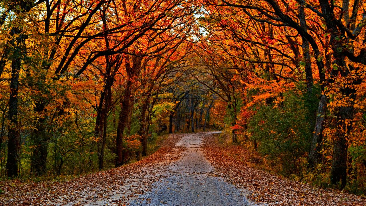 A canopy of bright orange leaves frames the road