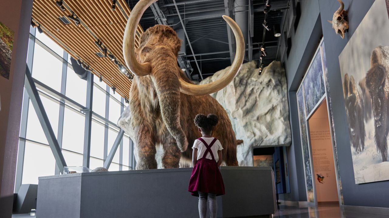 Girl looking at Wooly Mammoth at the Bell Museum, Saint Paul