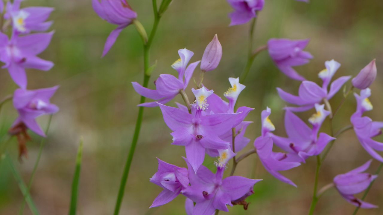 Grass Pink Wildflower