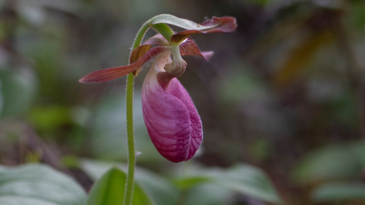 Stemless Lady Slipper