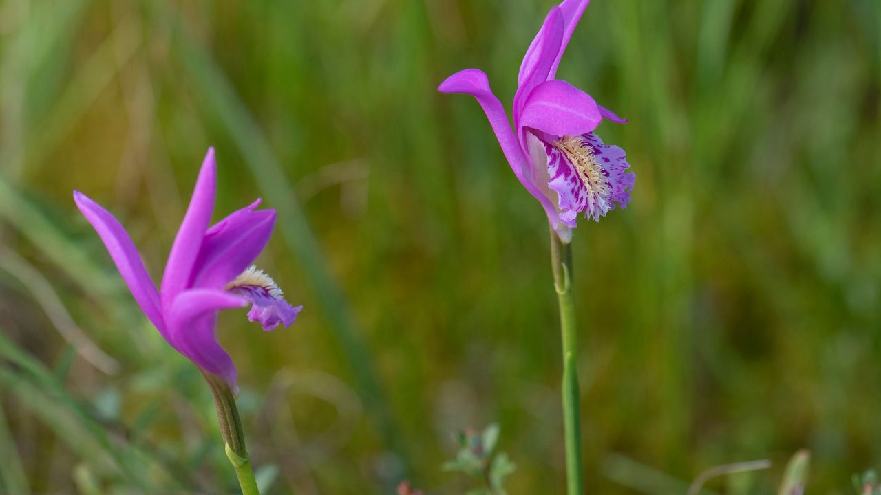 Dragon's Mouth Orchid Wildflower