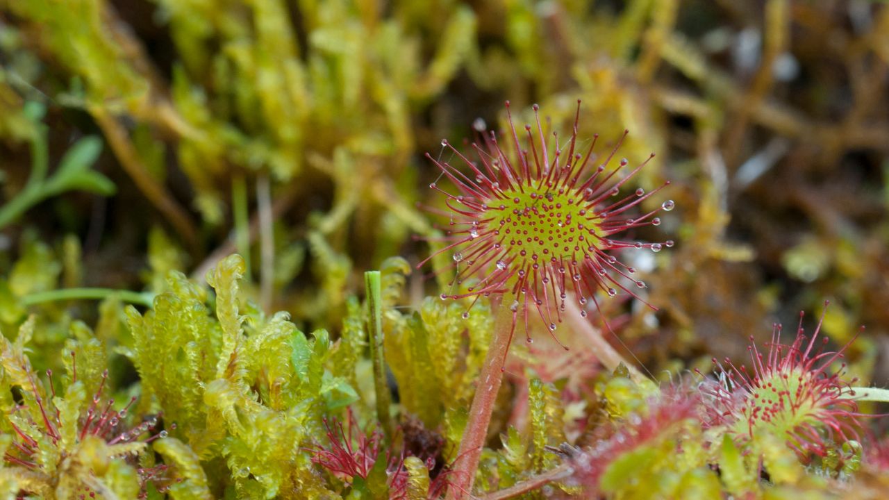 Sundew