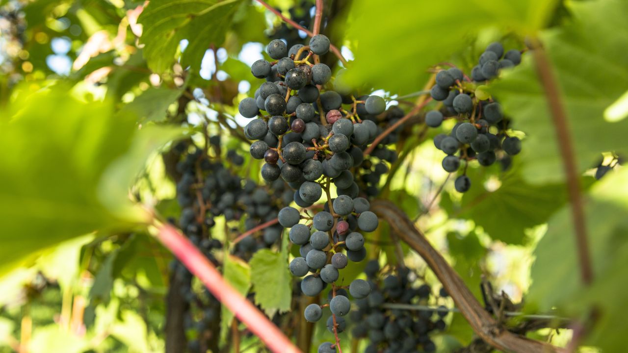 Grape Mill Vineyard &amp; Winery in East Grand Forks