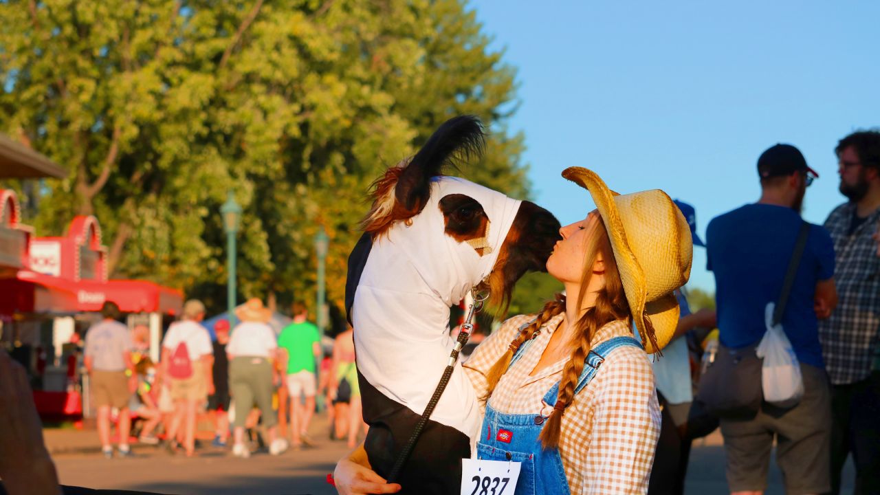 A farmer kisses their llama at the Minnesota State Fair