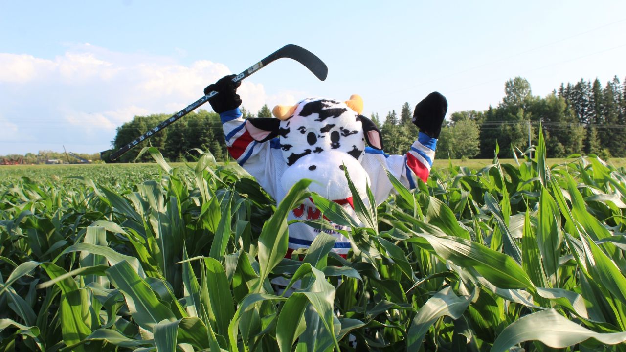 Country Corn Maze in Warroad