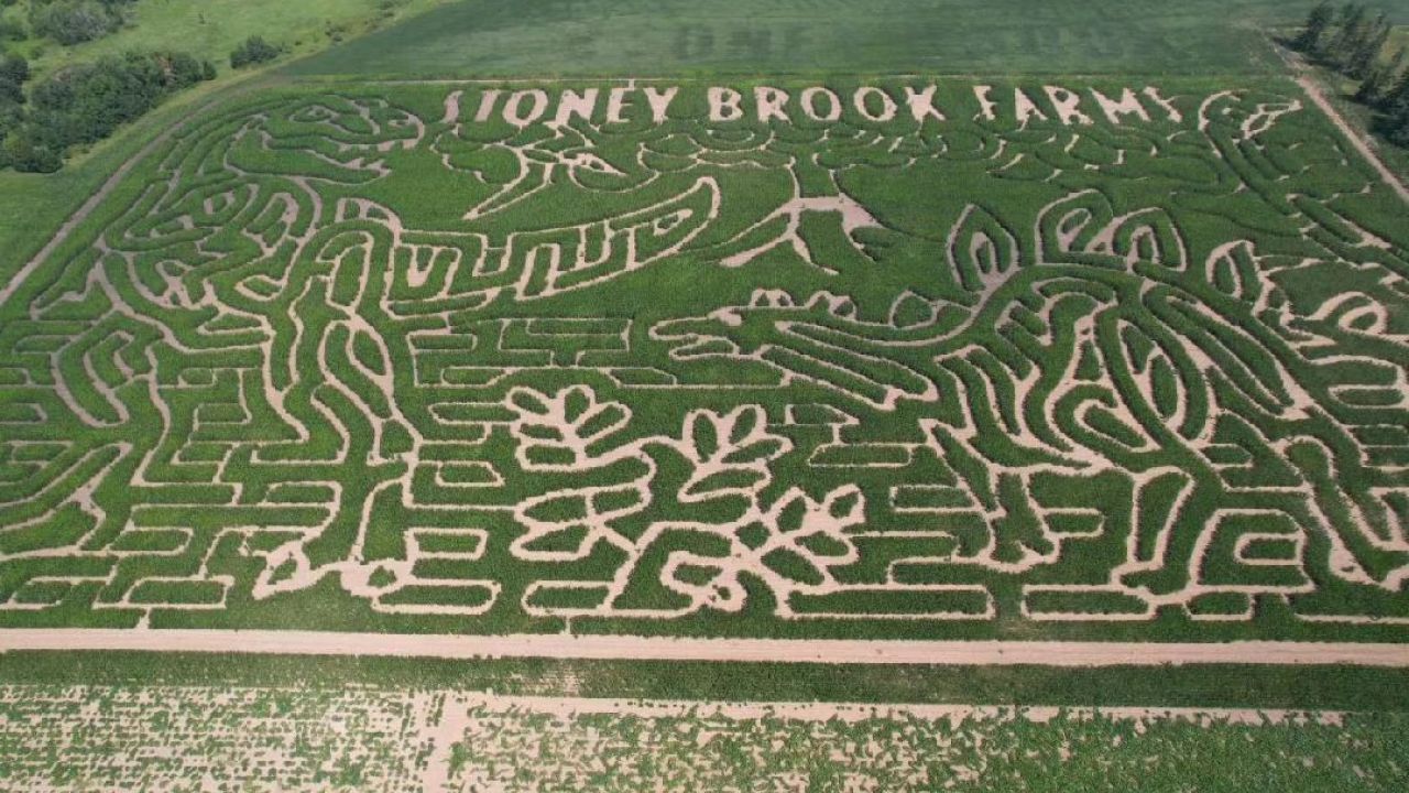 Stoney Brook Farms corn maze