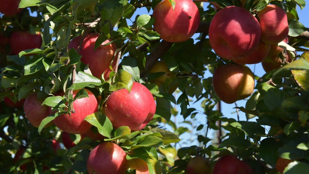 Afton Apple Orchard