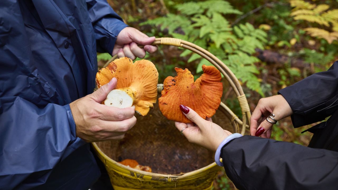 Foraging for mushrooms in Eveleth