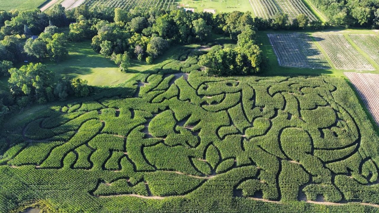 Country Blossom Farm's "Walking with Dinosaurs" corn maze