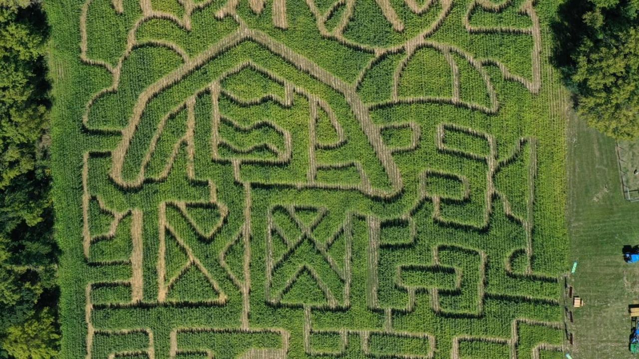 The corn maze at Fresh Acres Farm