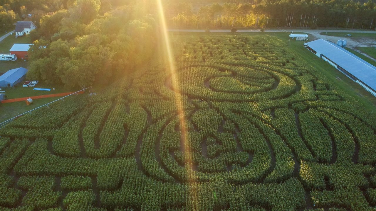 The corn maze at Otter Berry Farm