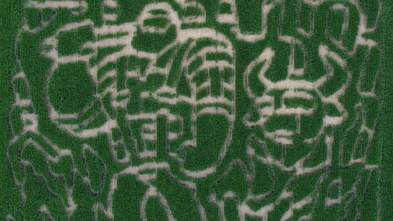 A Paul Bunyan and Babe the Blue Ox corn maze at Big Springs Farm