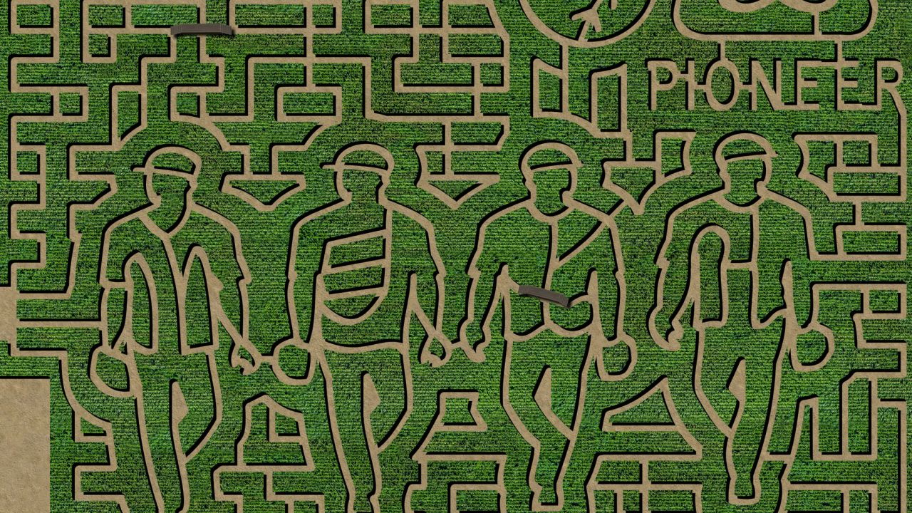 A Valley Corn Maize collaboration with Pioneer Seeds