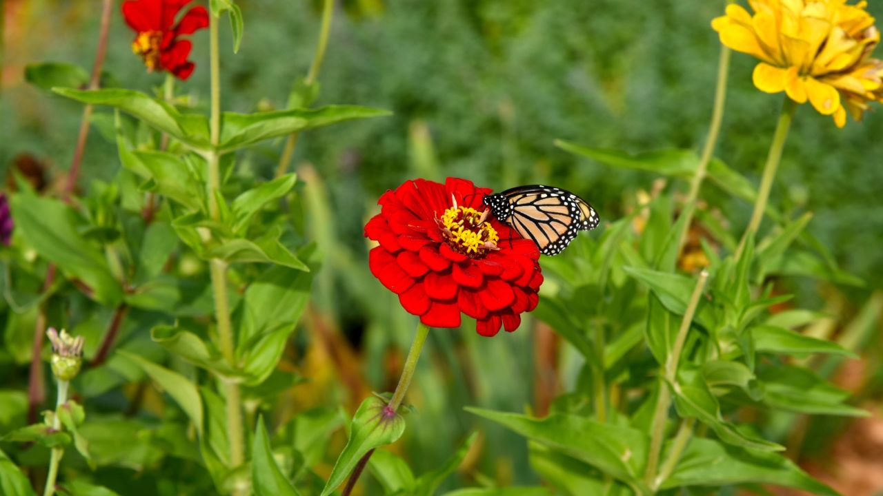 A butterfly in the flower garden at German Park