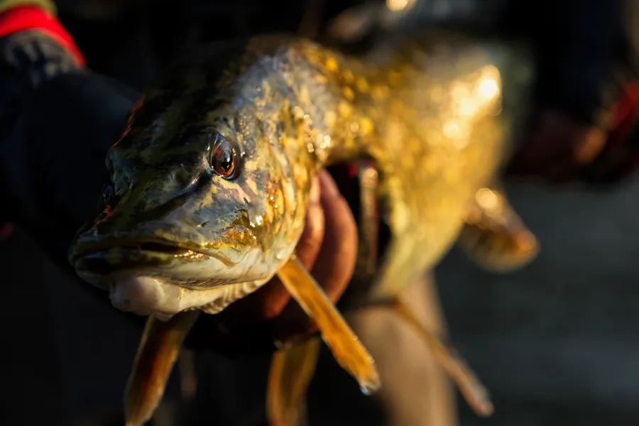 Man holds a giant Muski with golden late afternoon sunlight; closeup on the fish's face