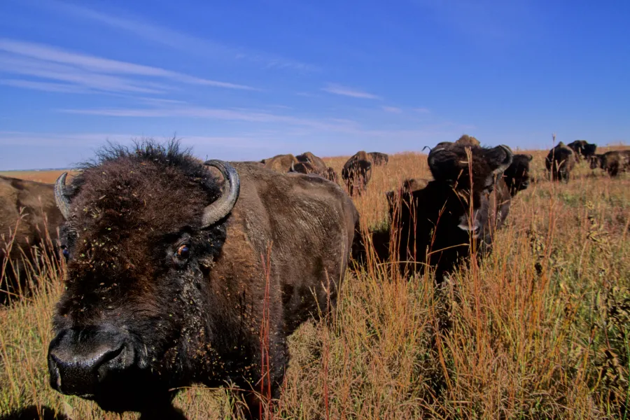 Bison herd Blue Mounds State Park