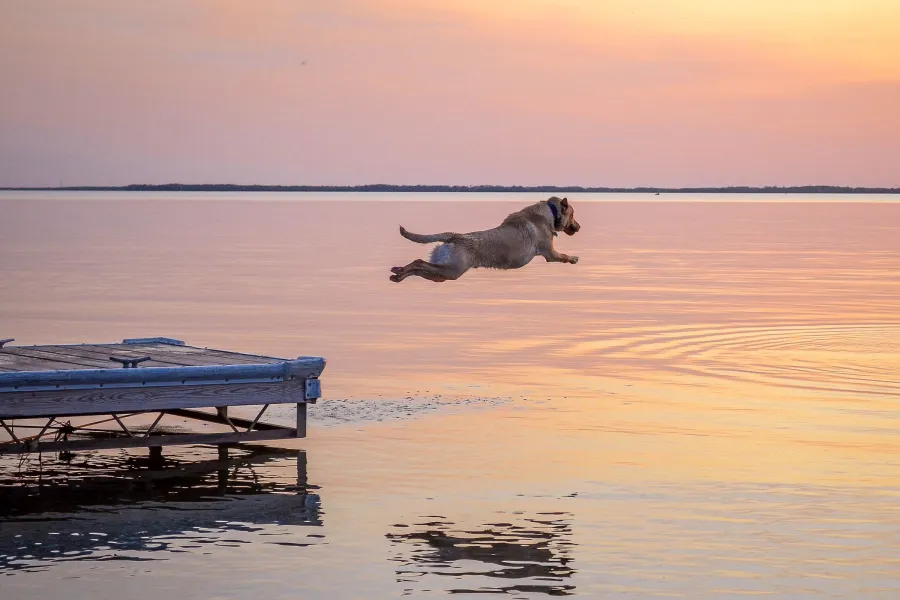 dog jumping into ottertail lake at sunset