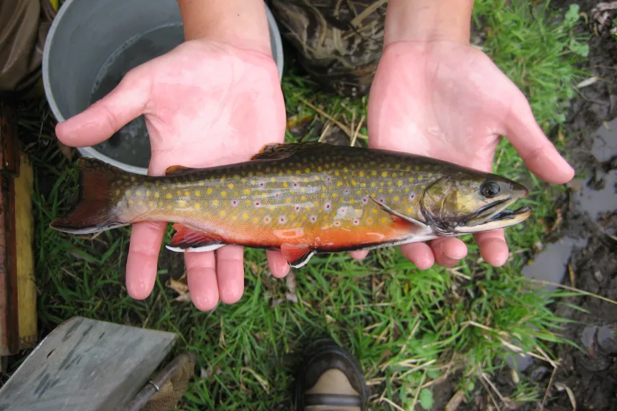 Brook trout caught from a southeastern Minnesota stream