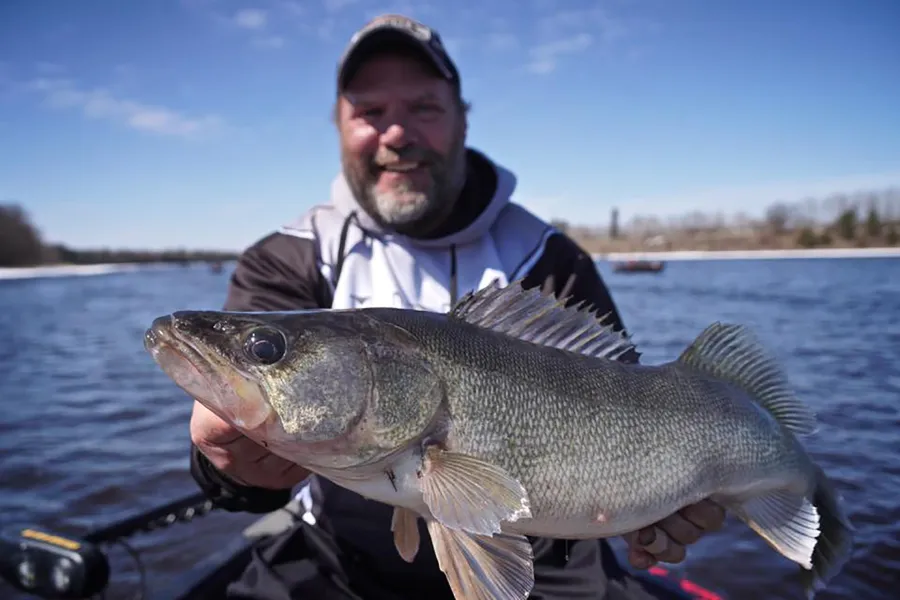 Man holds 30-inch walleye caught on the Rainy River 