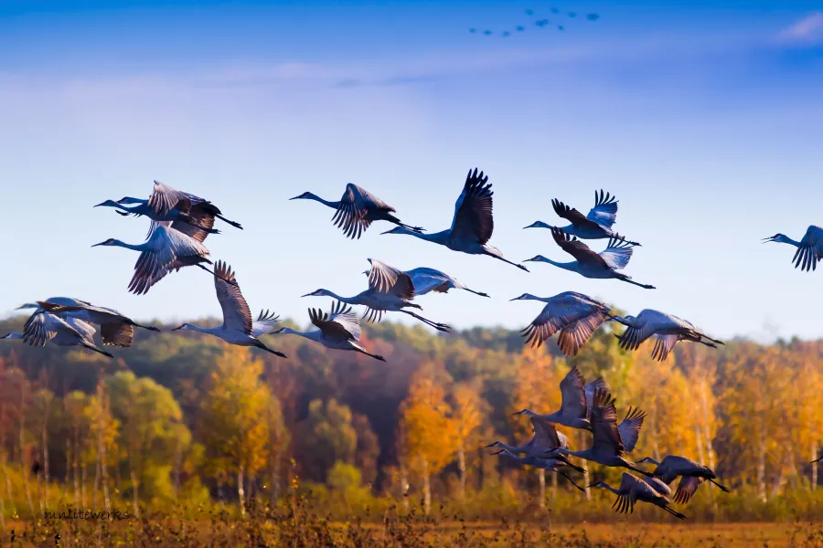 Where to Watch the Fall Bird Migration 