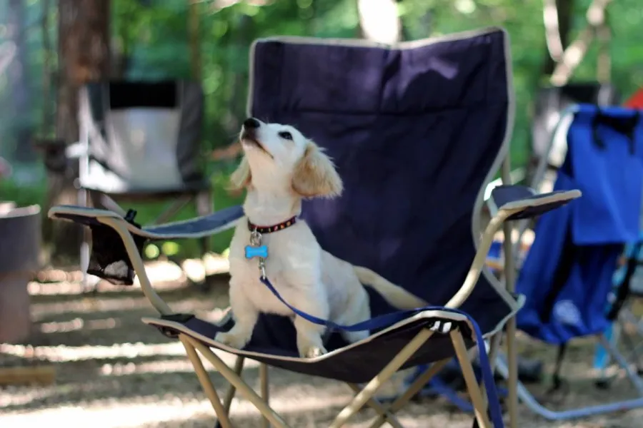 5 of the Best Dog-Friendly Campsites 
