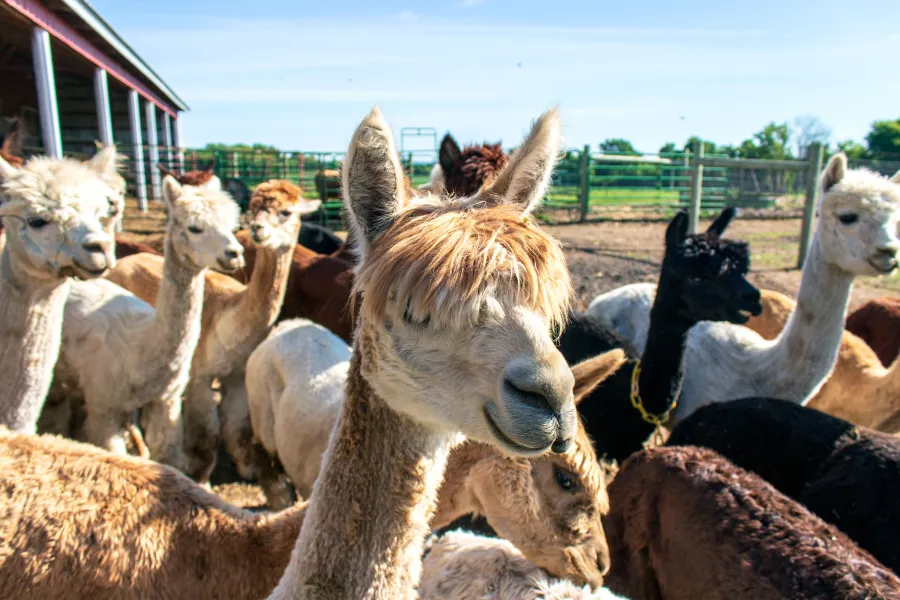 Alpacas Fossum Family Farm