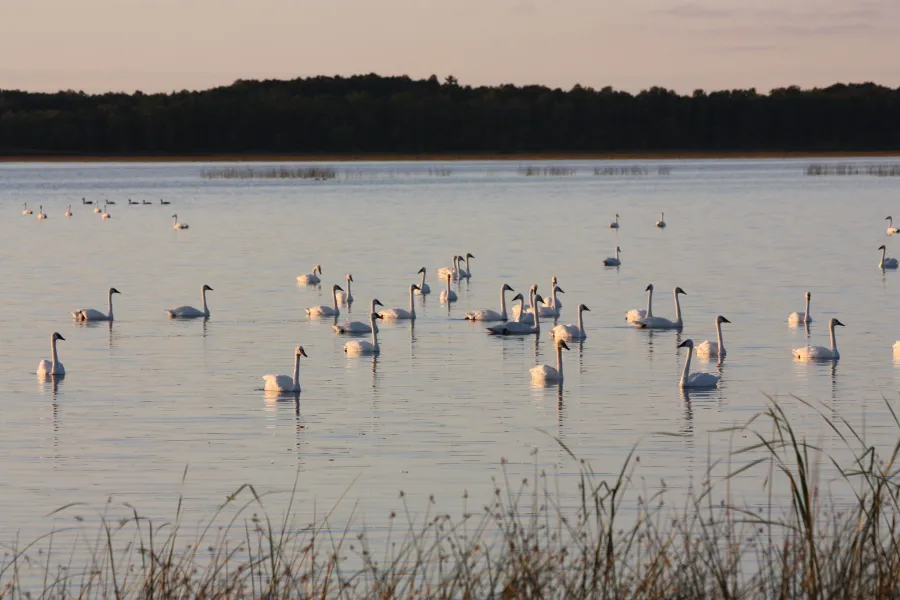 Tamarac National Wildlife Refuge swans