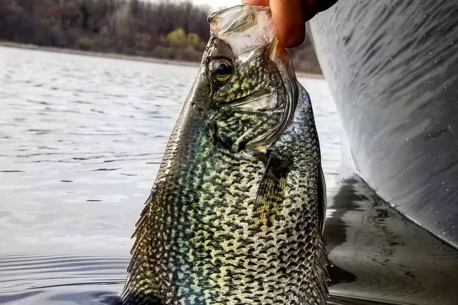 Hand pulling a panfish out of Ottertail Lake