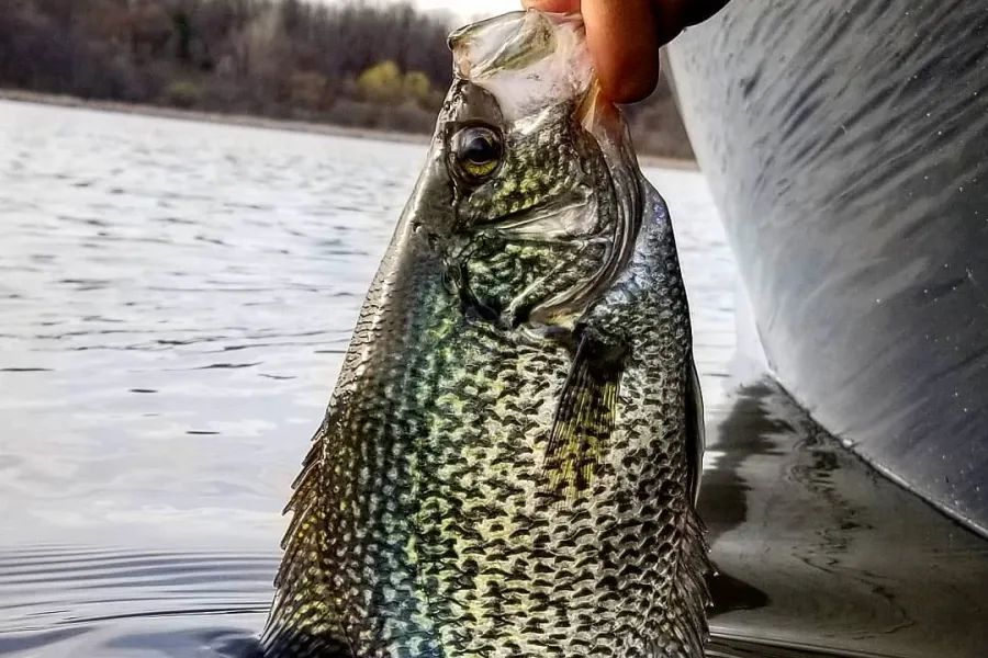 Hand pulling a panfish out of Ottertail Lake