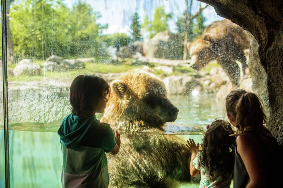 Kids looking through glass at grizzly bears at the Minnesota Zoo