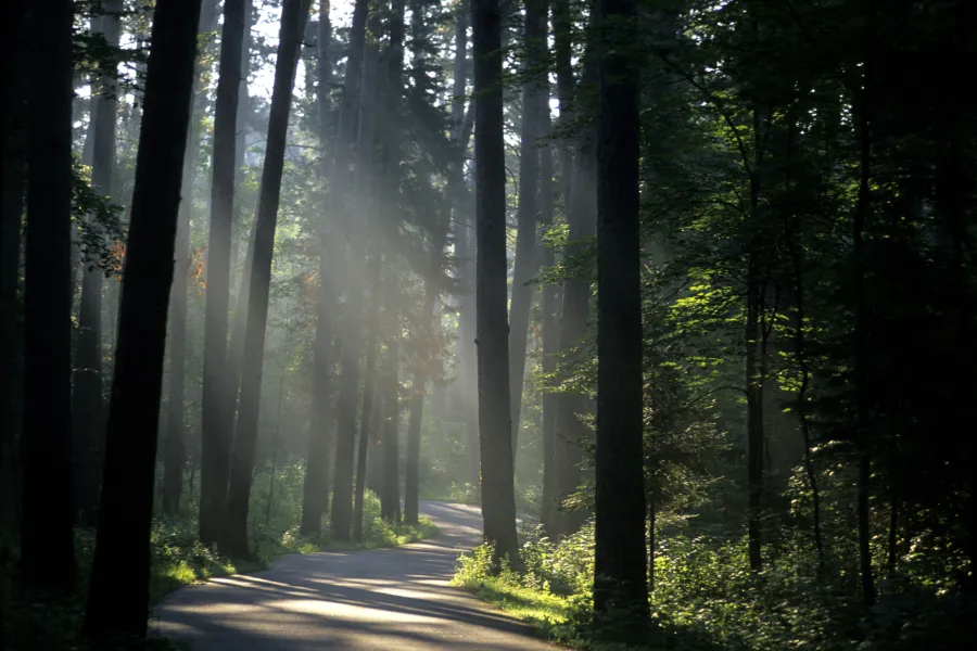Shafts of sunlight waft through through the trees in Itasca State Park