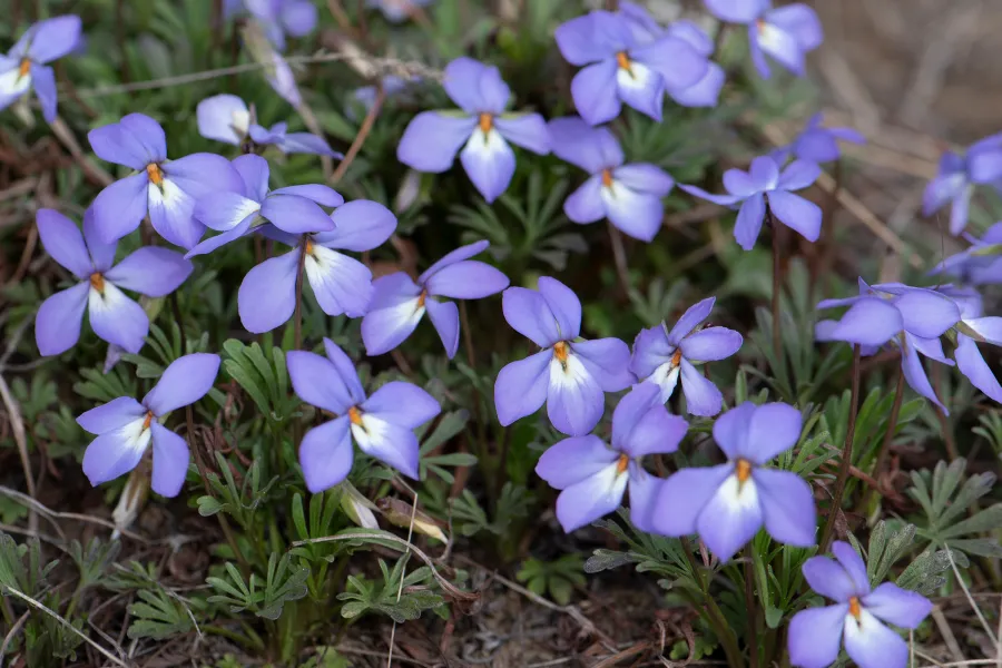 Birdfoot Violet Wildflower, Metro