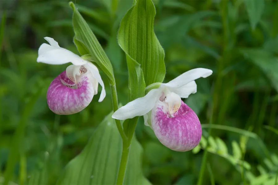 Showy Lady's Slipper Wildflower