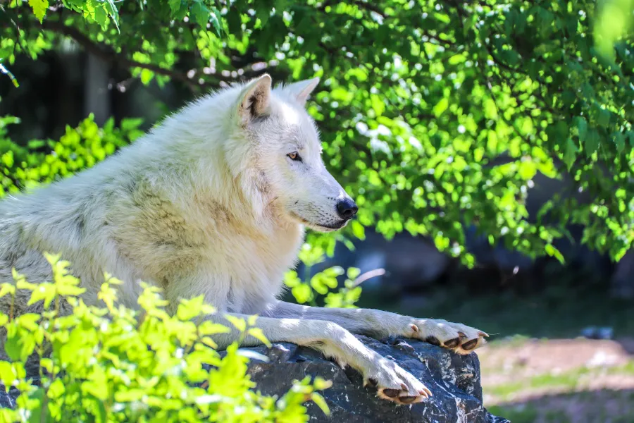A gray wolf rests on a rock at the International Wolf Center 