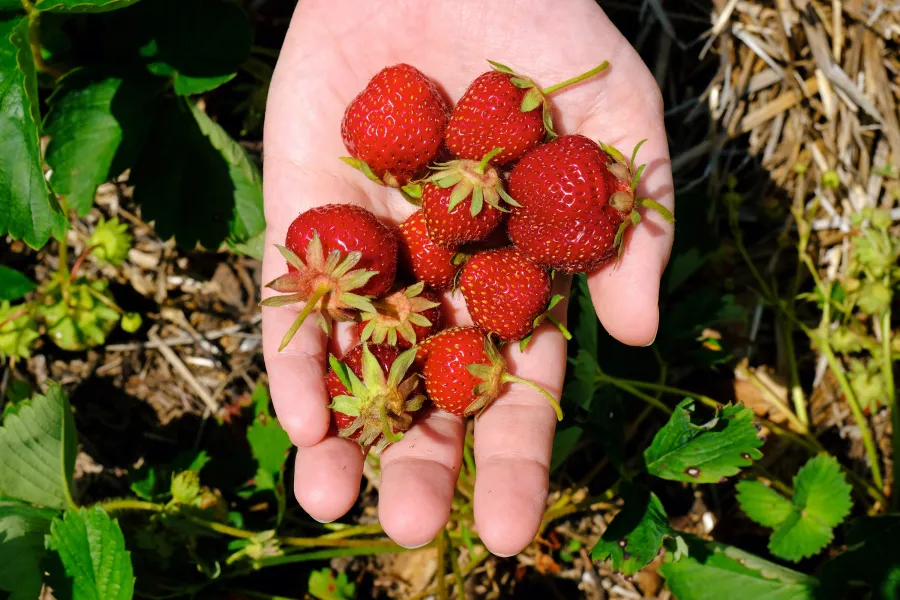 A handful of fresh-picked strawberries from Rod's Berry Farm 