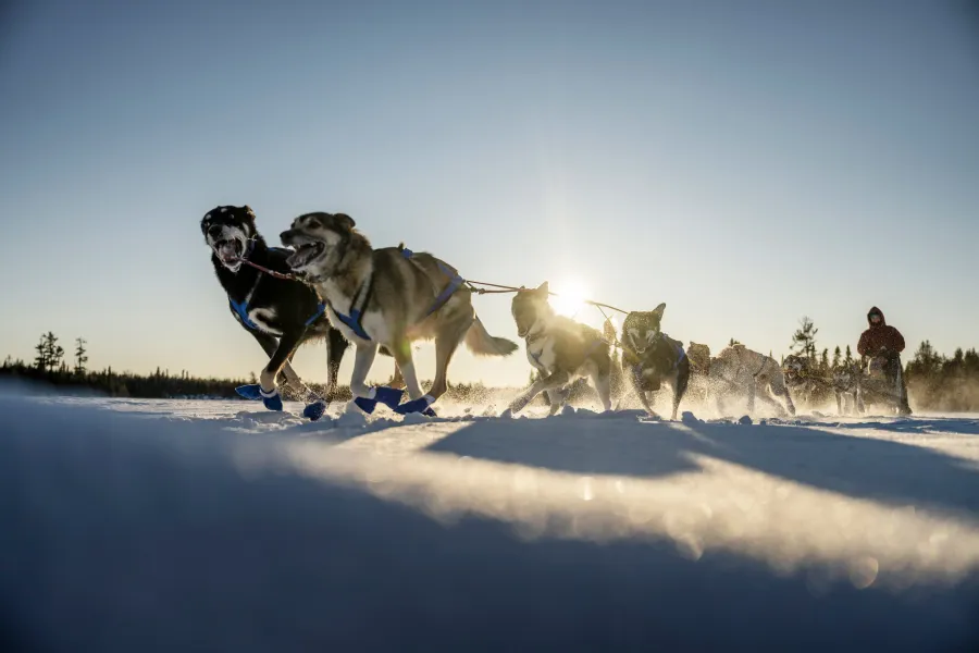 Dogsledding on Poplar Lake 