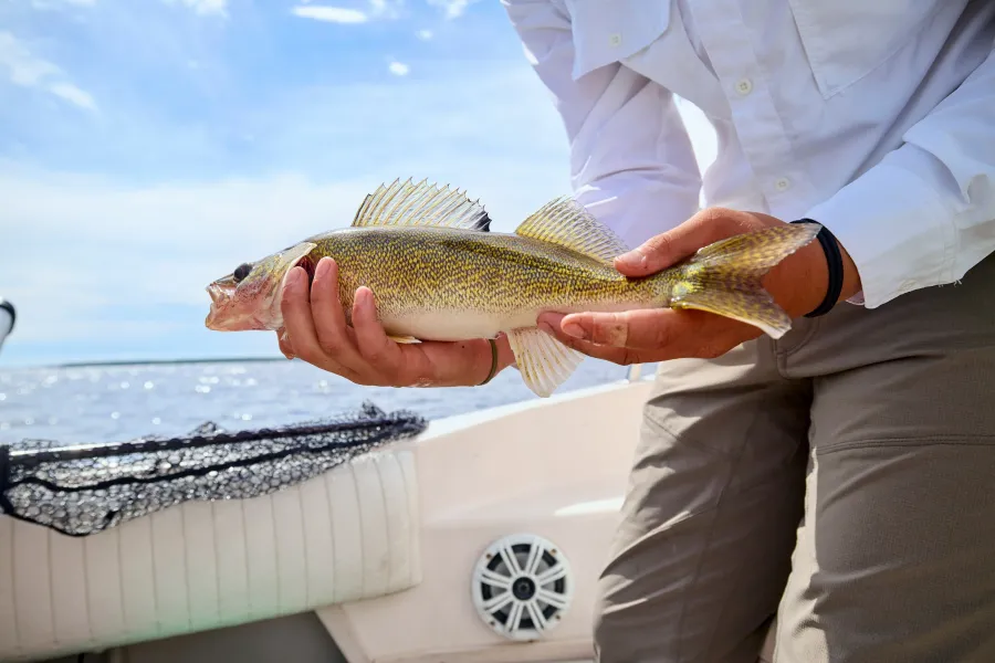 A freshly caught fish at Arnesen's Rocky Point Resort on Lake of the Woods 