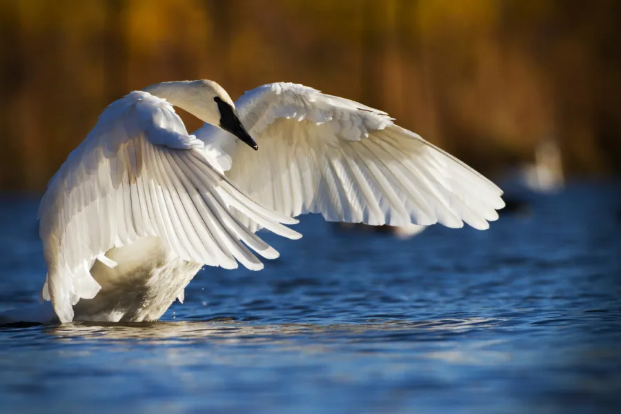 A trumpeter swan at the Minnesota Zoo 