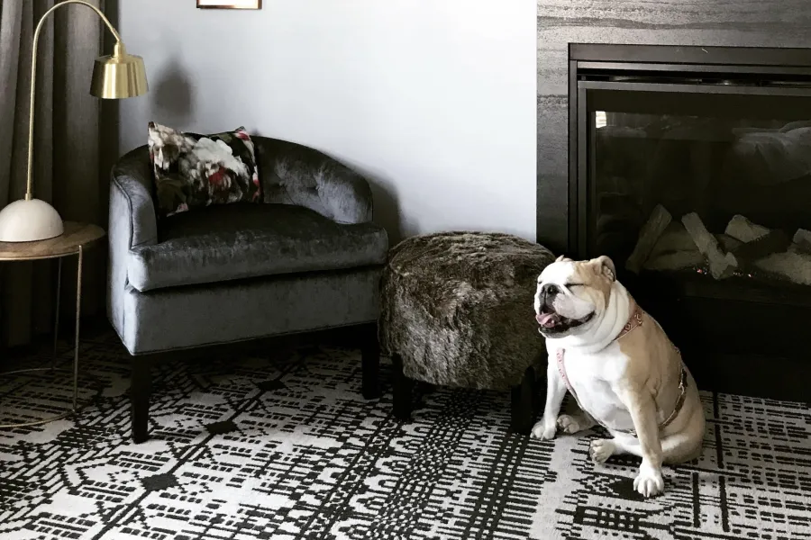Pet-friendly Hotel Crosby room with bulldog 