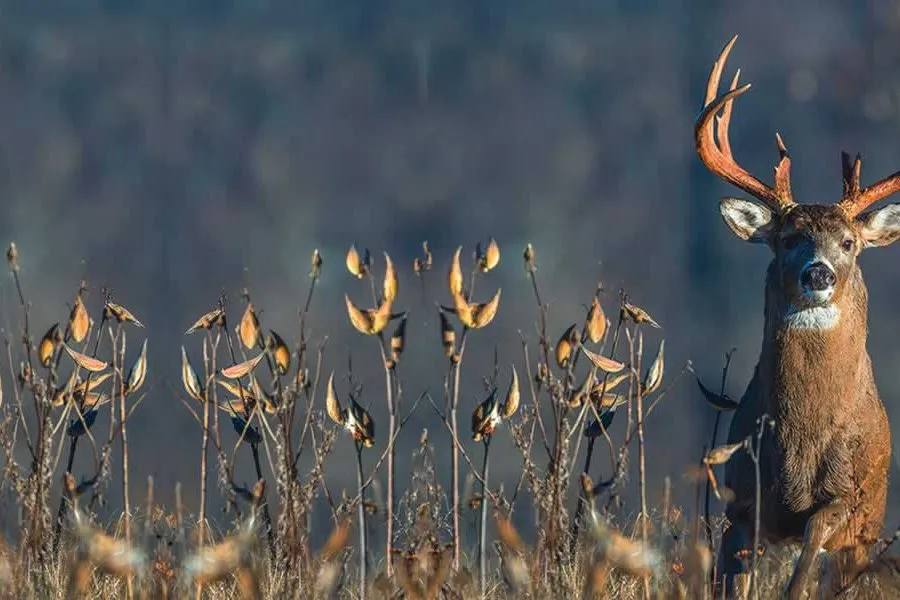 Deer hunting 