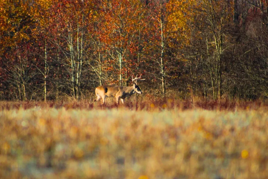 Deer hunting 