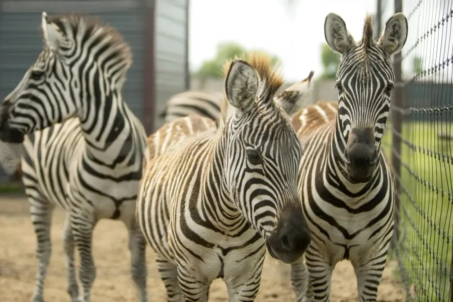 Zebras at Hemker Park & Zoo 