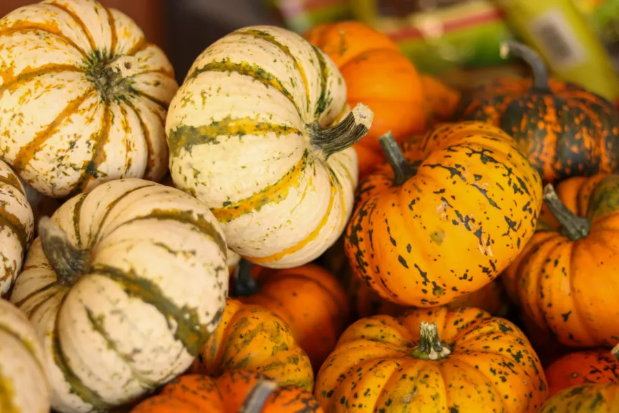 Pumpkins at Zywiec’s Landscape and Garden Center