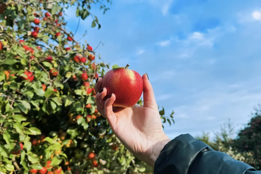 Aamodt's Apple Farm