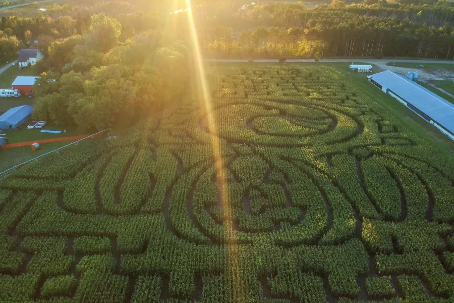 The corn maze at Otter Berry Farm 